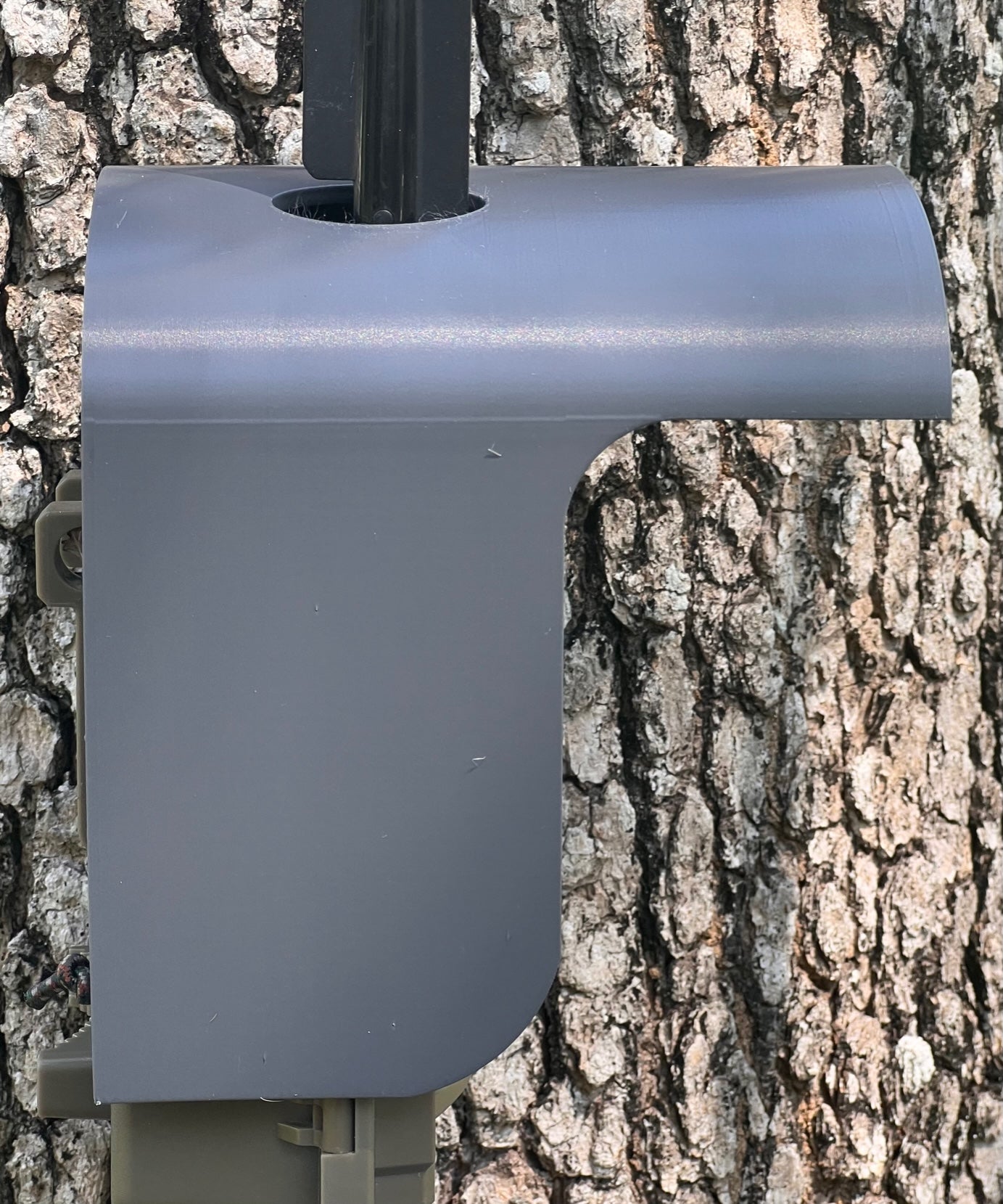 camera trap